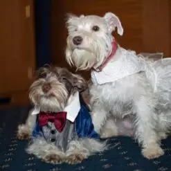 perros